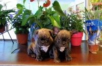 /album/existencias/bulldog-frances-rectificados-1-jpg2/